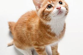 cat-allergies
