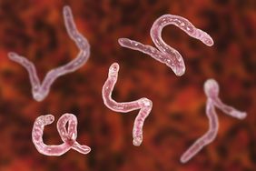 Hookworms in the body