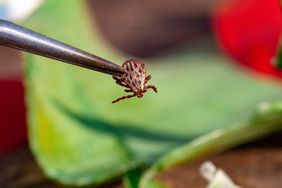 powassan virus