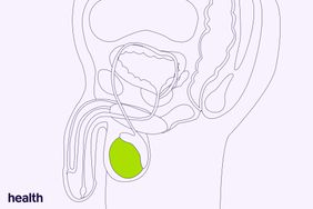 Illustration of Male Reproductive System with Testicle highlighted