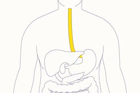 Illustration of the esophagus