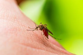 A Culex mosquito on green background.