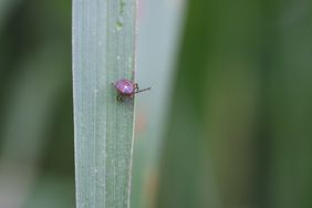 Lone star tick (Amblyomma americanum)