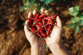 Hands holding hot chili peppers in their backyard.