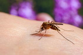 A mosquito on a person's body