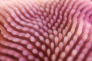 closeup image of villi on the walls of the small intestine