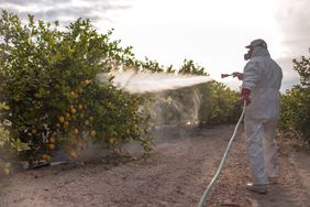 spraying pesticides on lemons