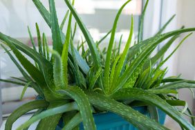Aloe plant