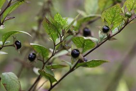 belladonna berries
