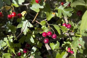 a crataegus plant