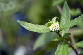 Bhringraj (false daisy)