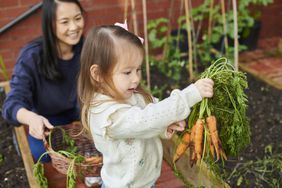 Mom and kid picking fresh carrots from garden.