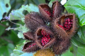Close up of the annatto plant fruit and seeds: Spiky shells attatched to a green shrub open to reveal bright red seeds inside