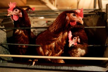 Battery hens in a chicken shed.