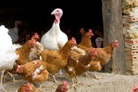 free-range chickens and turkeys