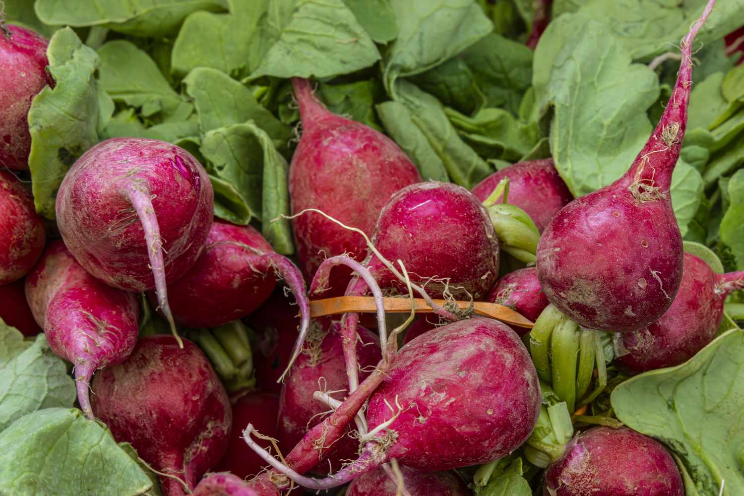 Fresh beets