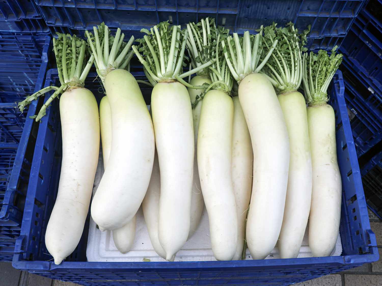 Daikon radishes arranged in a blue plastic crate
