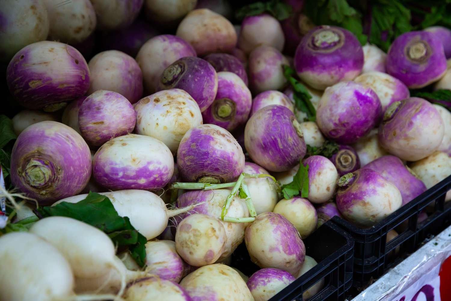 Fresh radishes and rutabagas