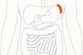 Illustration of the spleen