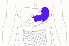 Illustration of the stomach