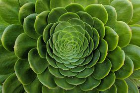 green succulent fractal