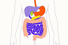 Illustration of the Abdomen